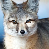 Kit Fox Naakt